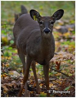 The Tagged One A tagged whitetail doe in Schmeeckle Reserve, Stevens Point, Wisconsin. Geotagged,Odocoileus virginianus,United States,White-tailed Deer