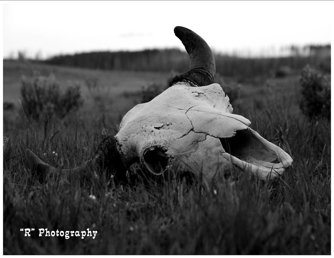 Gone With the Wind Bison skull near Artist Point, Yellowstone National Park American bison,Bison bison,Geotagged,United States