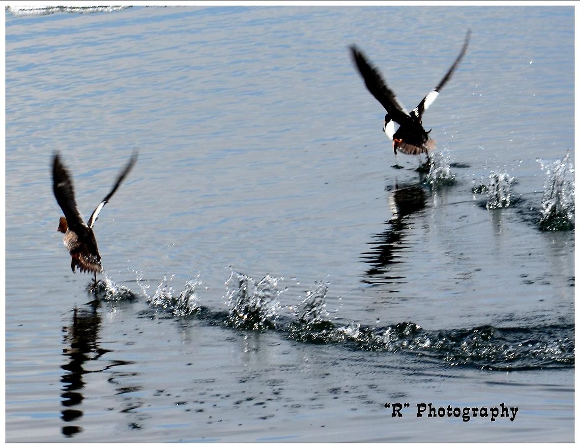 The Takeoff Common goldeneye ducks taking off on Yellowstone Lake, Yellowstone National Park. Bucephala clangula,Common Goldeneye,Geotagged,United States