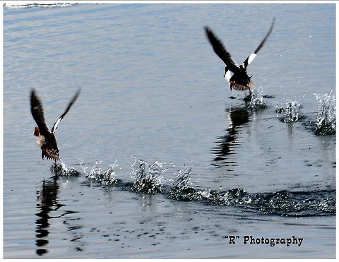 The Takeoff Common goldeneye ducks taking off on Yellowstone Lake, Yellowstone National Park. Bucephala clangula,Common Goldeneye,Geotagged,United States