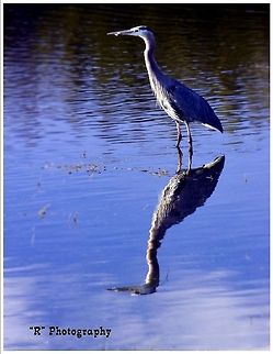 Heron in the Mirror Great blue heron in the Yellowstone River in Hayden Valley, Yellowstone National Park. Ardea herodias,Geotagged,Great Blue Heron,United States