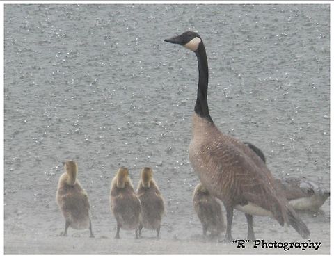 Let it Rain Canada goslings enjoying a rainy summer day at Sawyer Park Boat Launch, Sturgeon Bay, Wisconsin Branta canadensis,Canada goose,Geotagged,United States