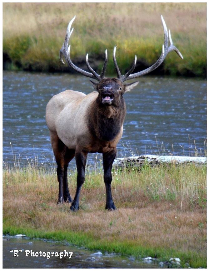The Bugler A bull elk bugles on the Madison River, Yellowstone National Park. Cervus canadensis,Elk,Geotagged,United States