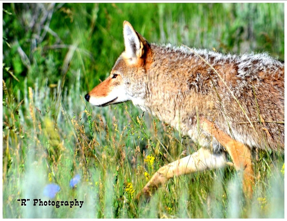 The Pursuit A coyote on the pursuit of dinner. Canis latrans,Coyote
