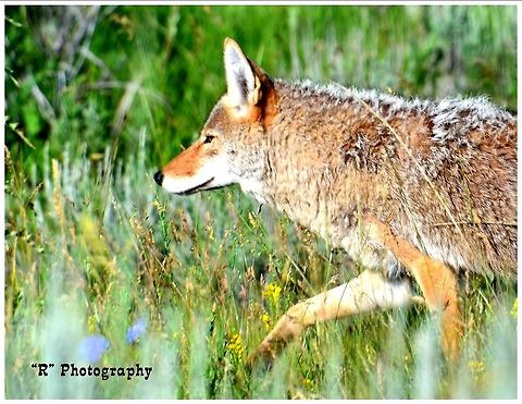 The Pursuit A coyote on the pursuit of dinner. Canis latrans,Coyote