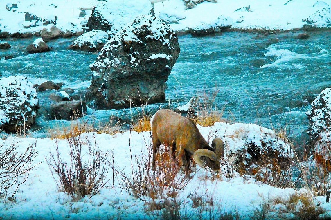 River Ram Taken in January of 2014 near the Gardiner, MT entrance to Yellowstone National Park  Geotagged,United States