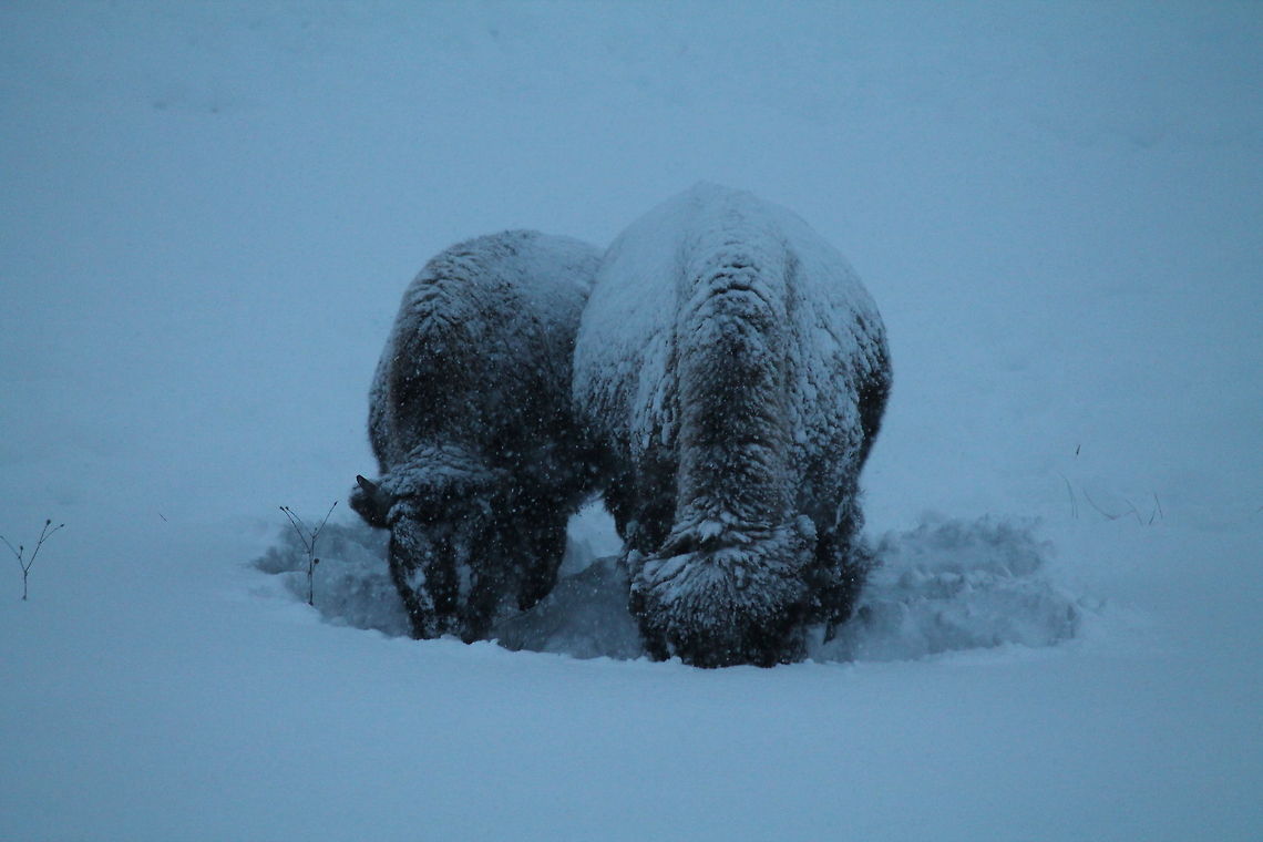 Snuggled up with Mom Two bison weather out the storm together in Yellowstone National Park in January of 2014.  American bison,Bison bison,Geotagged,United States