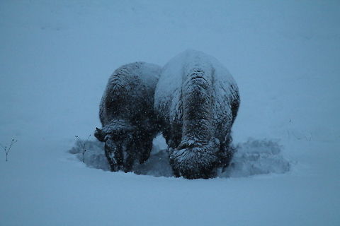 Snuggled up with Mom Two bison weather out the storm together in Yellowstone National Park in January of 2014.  American bison,Bison bison,Geotagged,United States