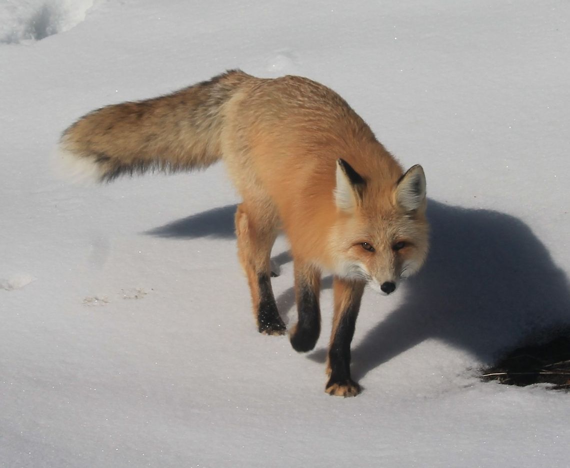 Red Fox This curious fellow snuck up on me while I was snowshoeing Mammoth Terraces in Yellowstone National Park in March of 2014.  Red Fox,Vulpes vulpes