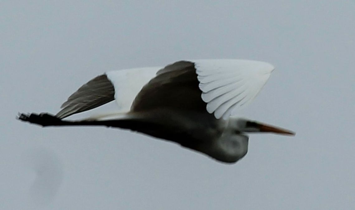 Flying focus  Geotagged,United States