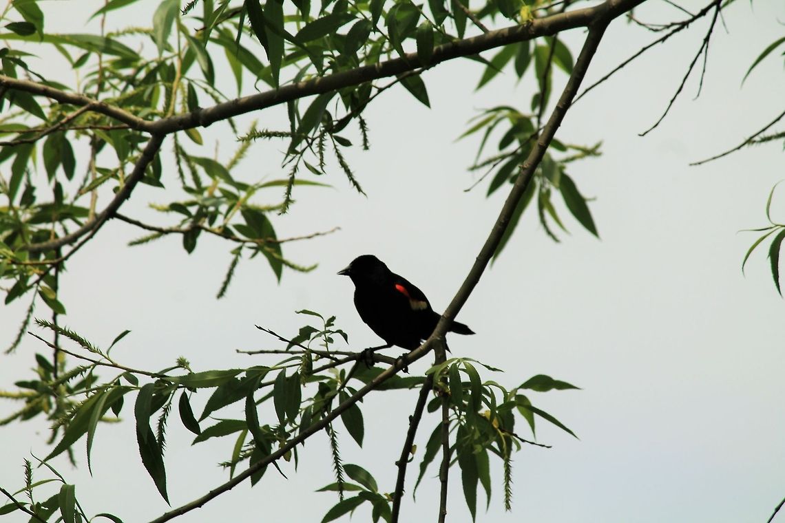 Red-winged blackbird A quiet observer while we fished nearby  Geotagged,United States