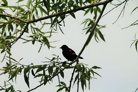 Red-winged blackbird A quiet observer while we fished nearby  Geotagged,United States
