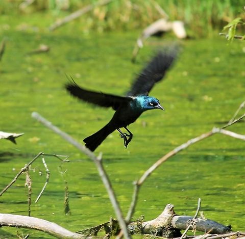 Startled into Flight Caught this guy on camera while fishing in Whitewater, Wi  Common Grackle,Geotagged,Quiscalus quiscula,United States
