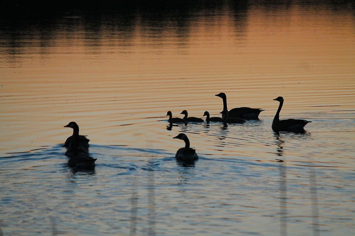Family in Sunset A family of Canadian Geese go for dip at sunset in Wi in June of 2014 Branta canadensis,Canada Goose