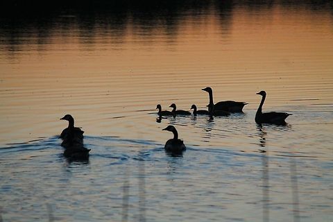 Family in Sunset A family of Canadian Geese go for dip at sunset in Wi in June of 2014 Branta canadensis,Canada Goose