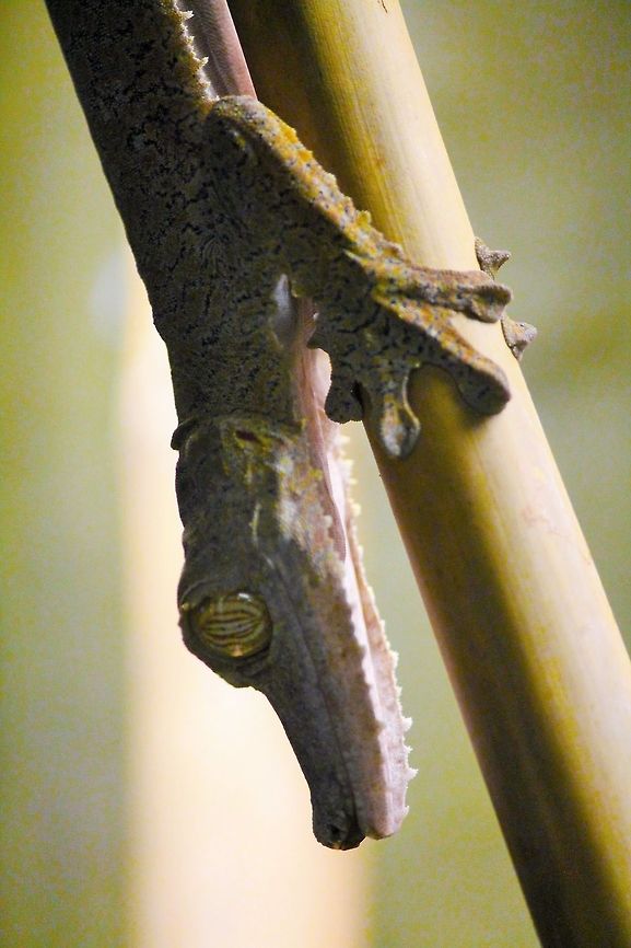 Clingy Camouflage Museum of the Rockies in Bozeman, MT  Geotagged,Giant Leaf-tailed Gecko,United States,Uroplatus fimbriatus
