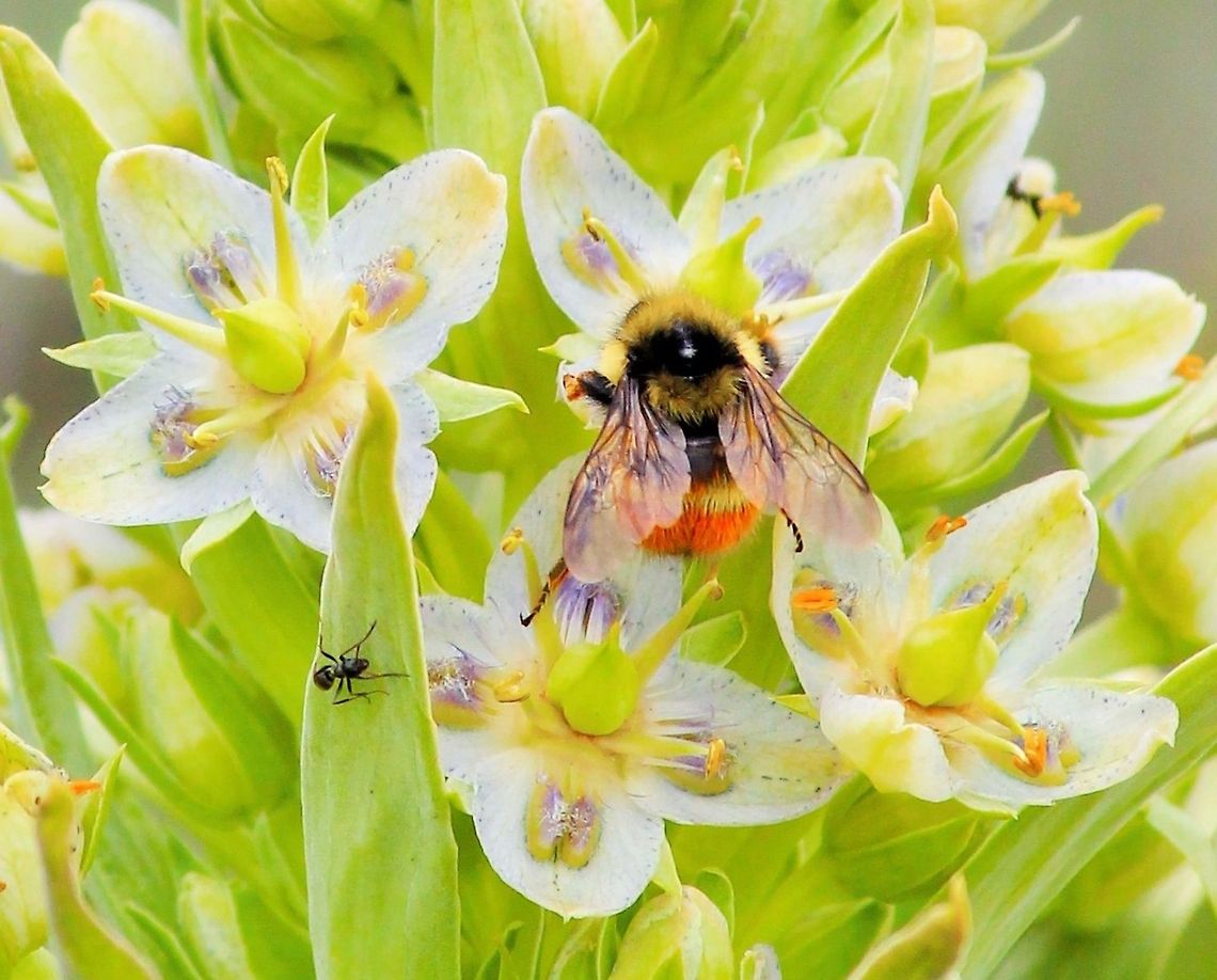 The Ant and The Bee Found these two little guys while walking along Yellowstone Lake near Lake Village in Yellowstone National Park Bombus huntii,Geotagged,Hunt's bumble bee,United States