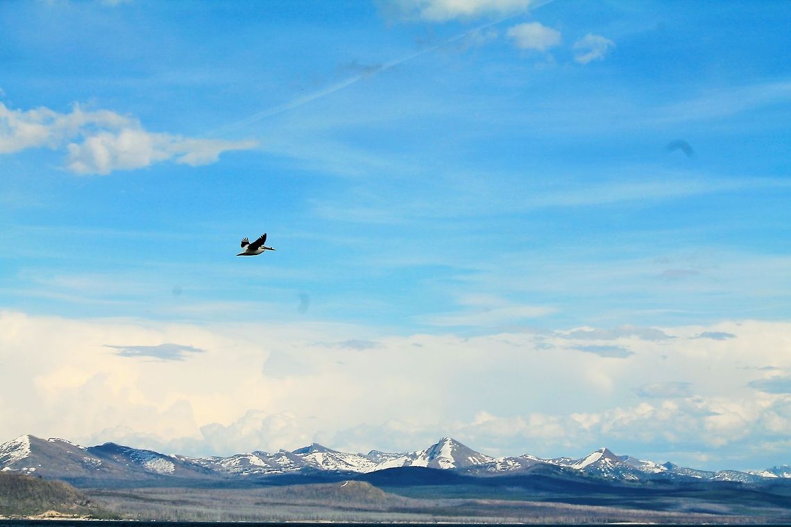 Majestic Flight This is just one of the many pelicans on Yellowstone Lake this June.  American White Pelican,Geotagged,Great White Pelican,Pelecanus erythrorhynchos,Pelecanus onocrotalus,United States