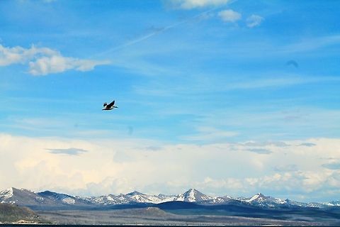 Majestic Flight This is just one of the many pelicans on Yellowstone Lake this June.  American White Pelican,Geotagged,Great White Pelican,Pelecanus erythrorhynchos,Pelecanus onocrotalus,United States