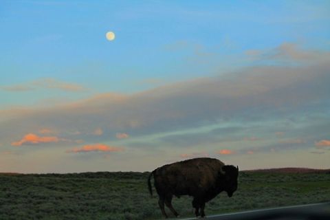 Bison by moonlight This bison crosses the road in Yellowstone national park at dusk in Hayden valley  American bison,Bison bison,Geotagged,United States