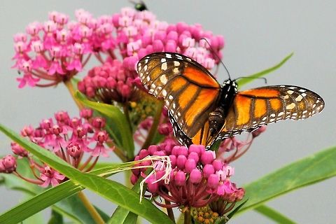Regal Nature This monarch's photo was captured at Burn Village County Park in Jefferson County, WI  Danaus plexippus,Geotagged,Monarch,United States