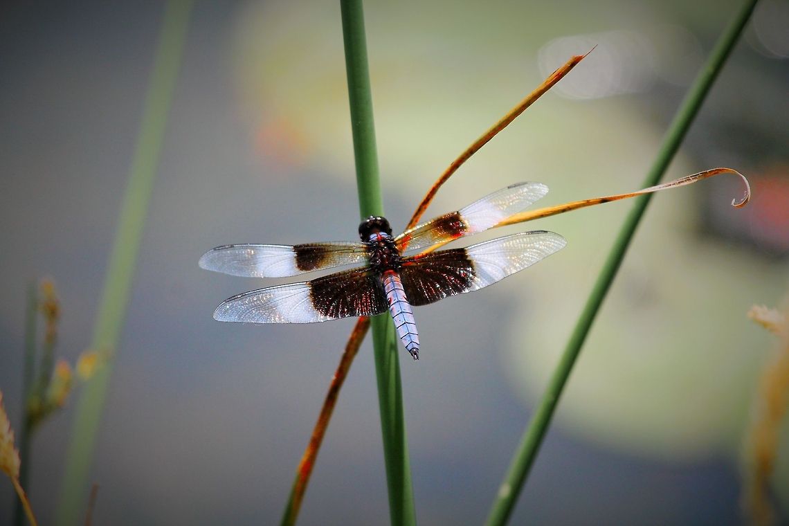 Mystery Dragon Fly This photo was taken while bass fishing off Rock Lake in Lake Mills, Wi.  Geotagged,Libellula luctuosa,United States,Widow Skimmer