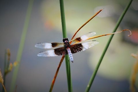Mystery Dragon Fly This photo was taken while bass fishing off Rock Lake in Lake Mills, Wi.  Geotagged,Libellula luctuosa,United States,Widow Skimmer