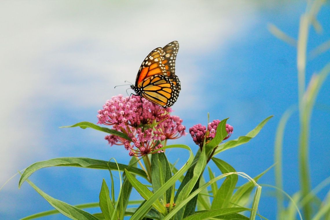 Is this real life Taken on a beautiful day in Jefferson, Wi.  Danaus plexippus,Geotagged,Monarch,United States