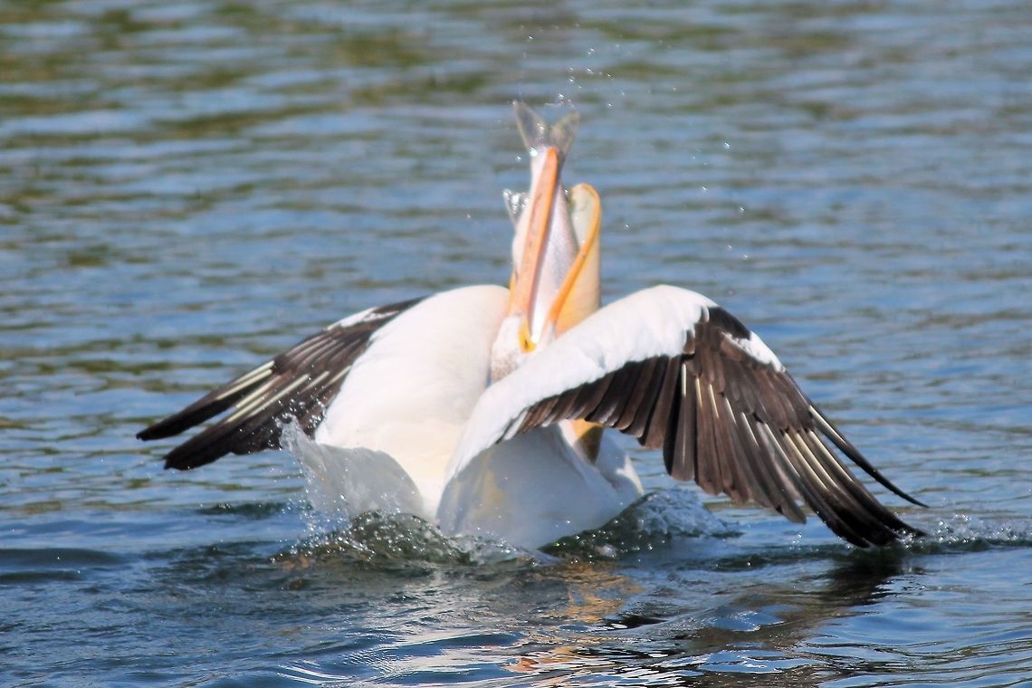 Gluten This pelican bit off more than he can chew!!  American White Pelican,Geotagged,Pelecanus erythrorhynchos,United States