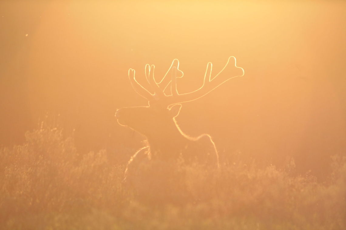 Sunset glow Taken near artists point at sunset Cervus canadensis,Elk,Geotagged,United States