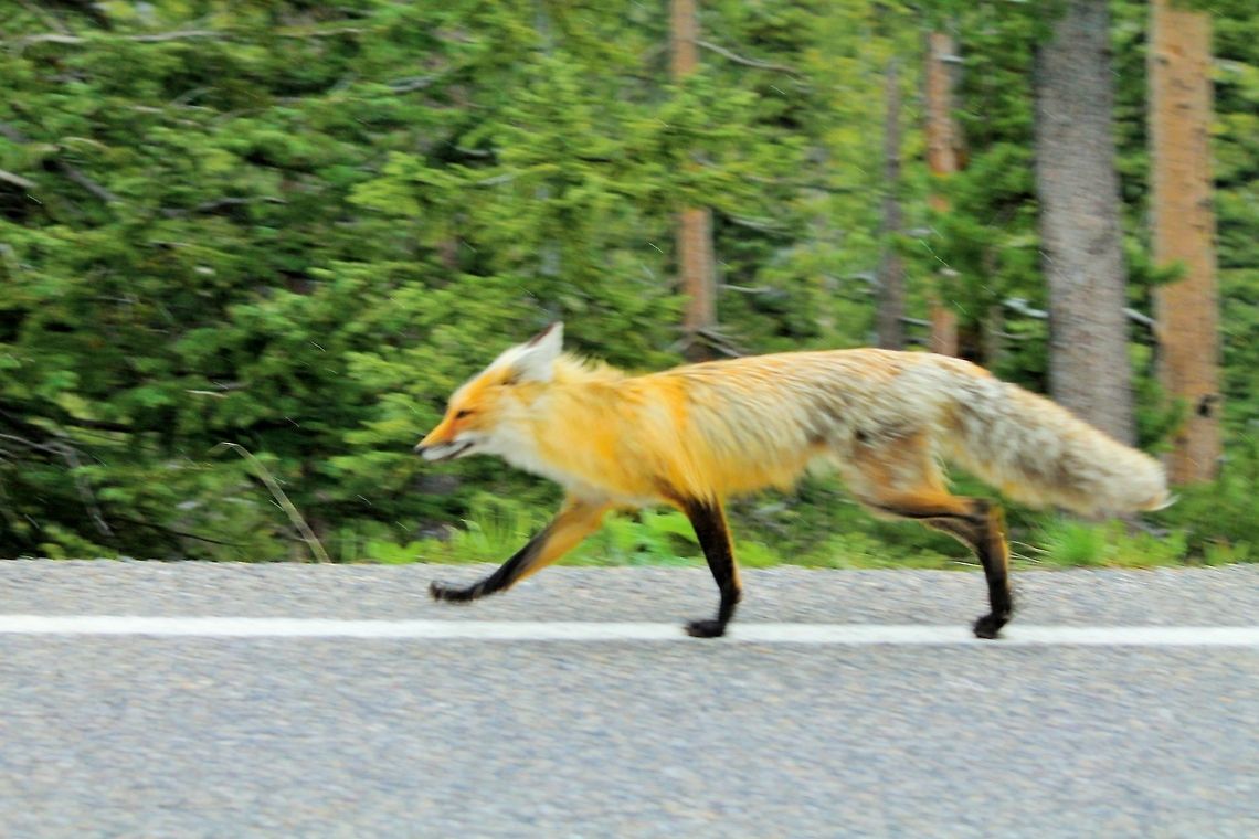 Poetry in motion Saw this guy running down Mount Washburn in Yellowstone National Park  Geotagged,Red Fox,Vulpes vulpes,Yellowstone National Park