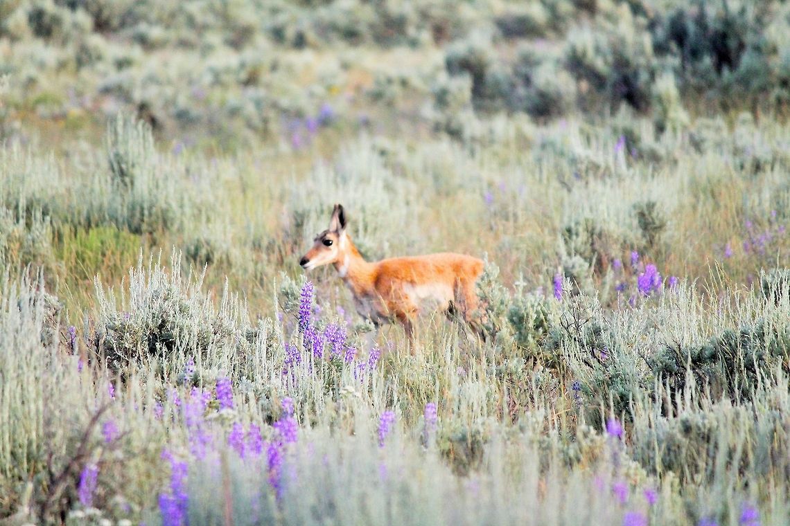 Are you my mother ? This baby pronghorn wondered a little far from mom in Yellowstone national park July 2014 Antilocapra americana,Geotagged,Pronghorn,United States