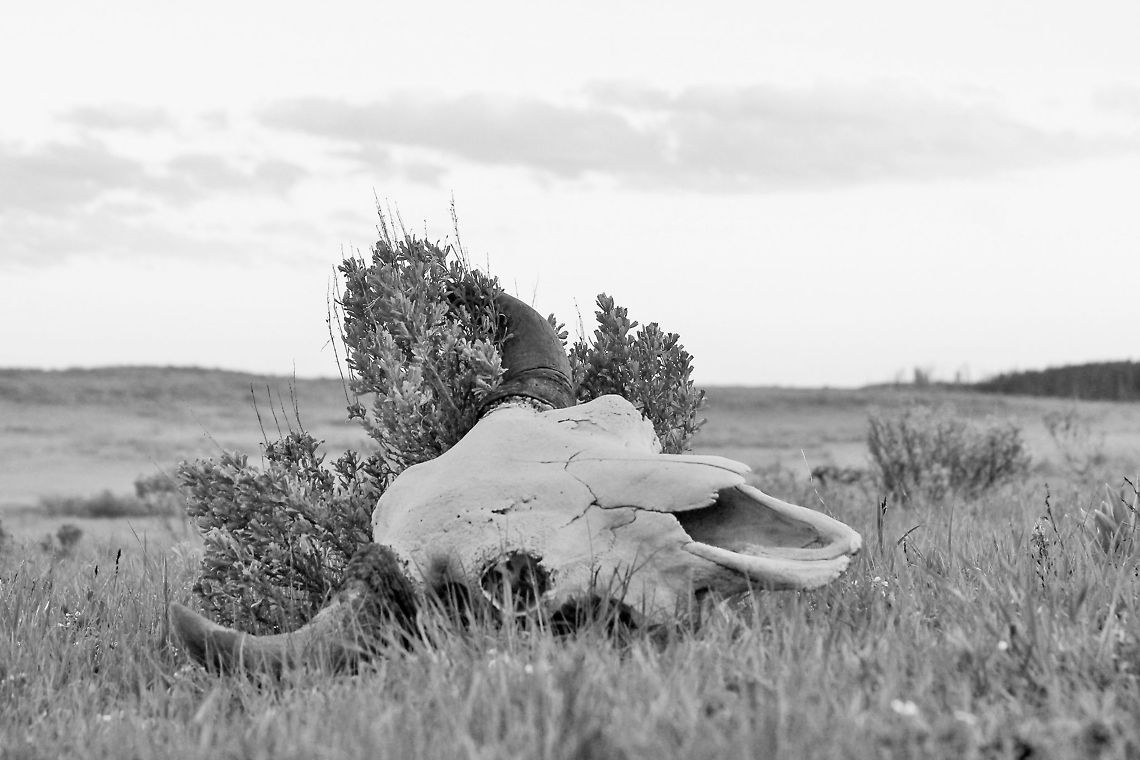 Circle of life Found this bison skull in Yellowstone national park near artist point  American bison,Bison bison,Geotagged,United States