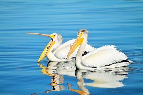 The early bird.... wait, I don't want a worm.... These two white pelicans followed our fishing boat around looking for a handout on Yellowstone Lake.  American White Pelican,Geotagged,Pelecanus erythrorhynchos,United States