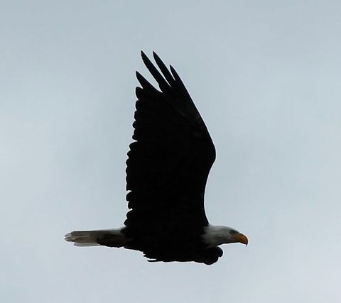 Flight of the Free This bald eagle was sparing with another eagle in Yellowstone national park above Hayden valley.  Bald Eagle,Geotagged,Haliaeetus leucocephalus,United States