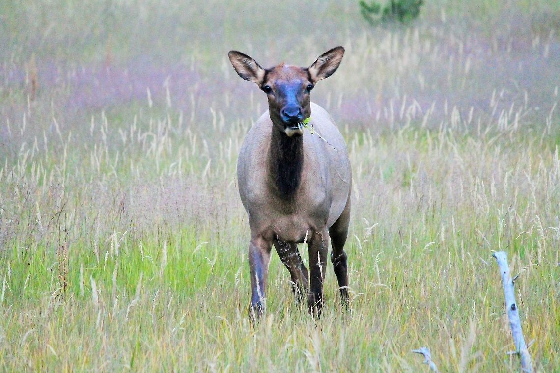 Dinner and a show This elk came out of the woods and ate her dinner near my boyfriend and I as we sat overlooking a meadow in Yellowstone National Park. Talk about a romantic evening!  Cervus canadensis,Elk,Geotagged,United States