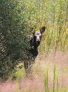 IMG_3552  Alces alces,Geotagged,Moose,United States