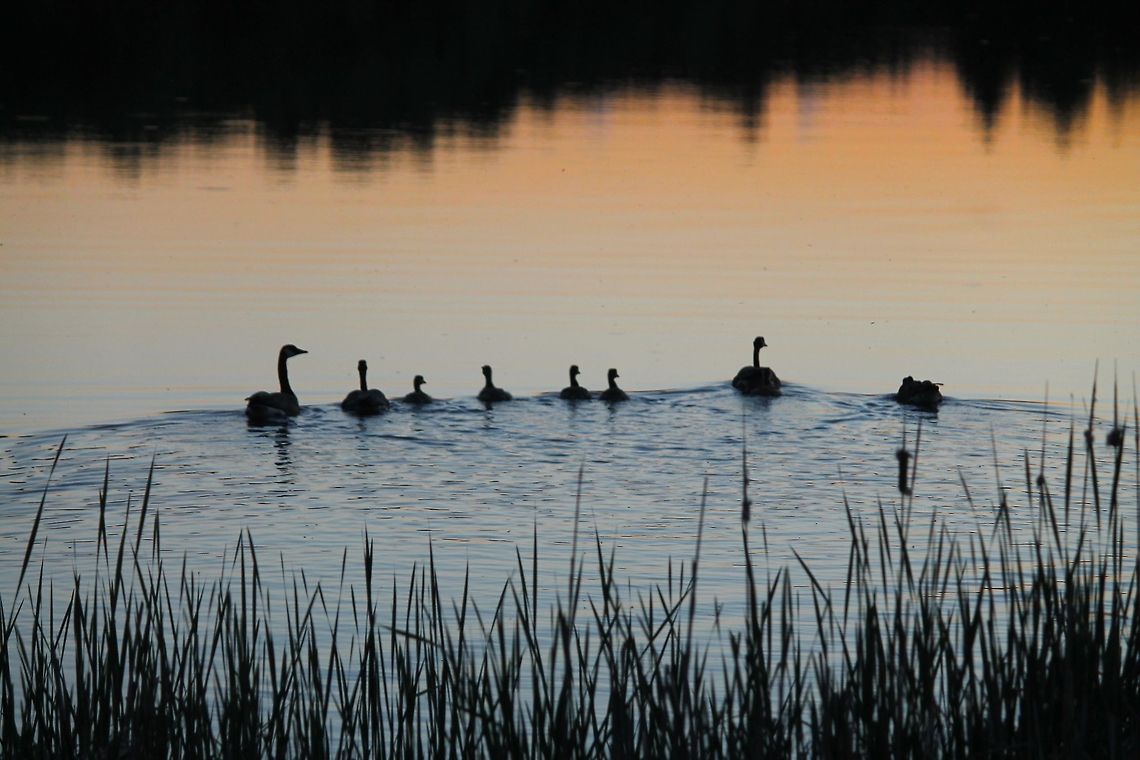 Door county family at sunset  Branta canadensis,Canada goose,Geotagged,United States