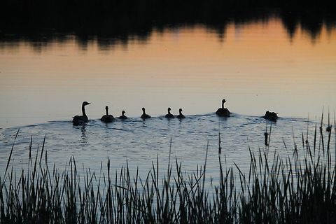 Door county family at sunset  Branta canadensis,Canada goose,Geotagged,United States