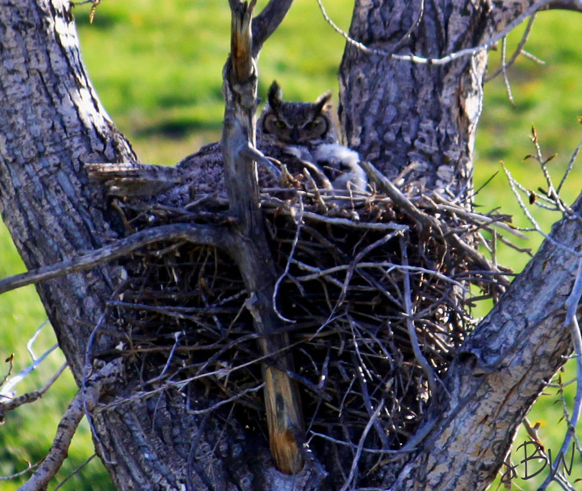 Big Mama and Hootie These Great Horned Owls were nested below my house in Roberts, MT. There were two owlets but one was hiding.  Bubo virginianus,Great Horned Owl