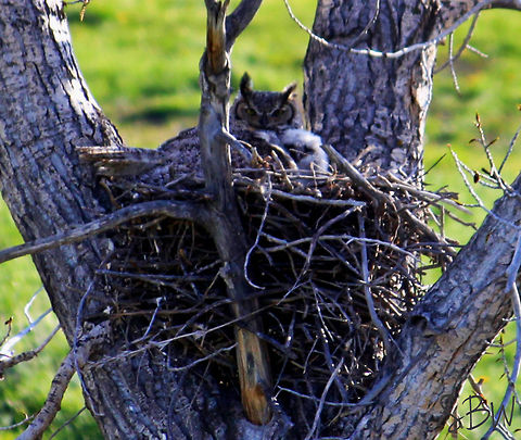 Big Mama and Hootie These Great Horned Owls were nested below my house in Roberts, MT. There were two owlets but one was hiding.  Bubo virginianus,Great Horned Owl