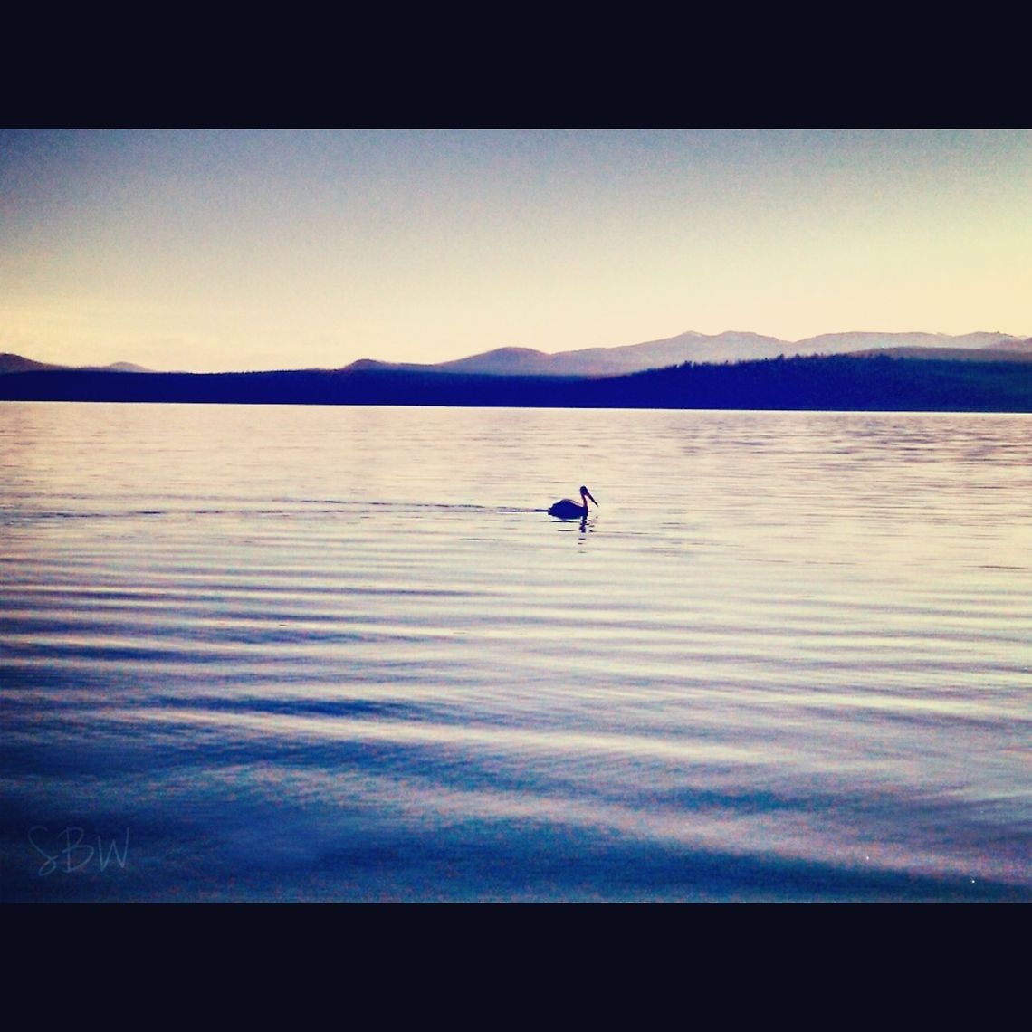 Lone Swimmer Pelican in the early morning on Yellowstone Lake. American White Pelican,Pelecanus erythrorhynchos