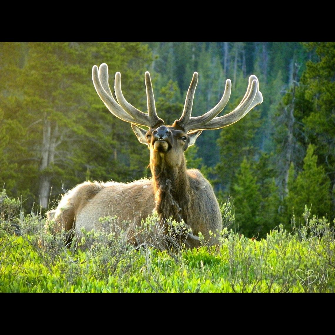 Cheesin This is the bull elk my friends and I named Jackson. He decided a smile was sufficient for the picture. Cervus canadensis,Elk