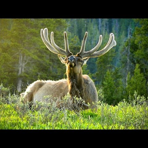 Cheesin This is the bull elk my friends and I named Jackson. He decided a smile was sufficient for the picture. Cervus canadensis,Elk