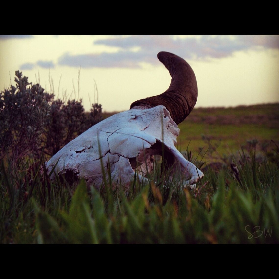 Layin Where He Once Stood My friends found this magnificent, bison skull in Yellowstone. It was massive and one, sweet find!  American bison,Bison bison