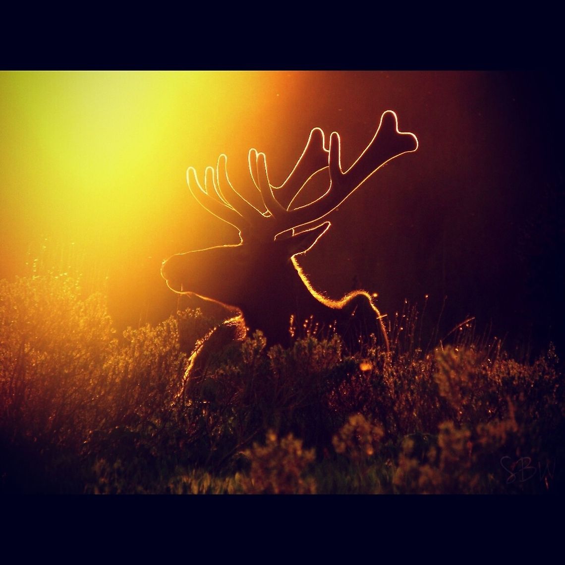 Sunset on Jackson My friends and I decided to name this bull elk, Jackson. He was friendly and stuck around for some great shots! Cervus canadensis,Elk