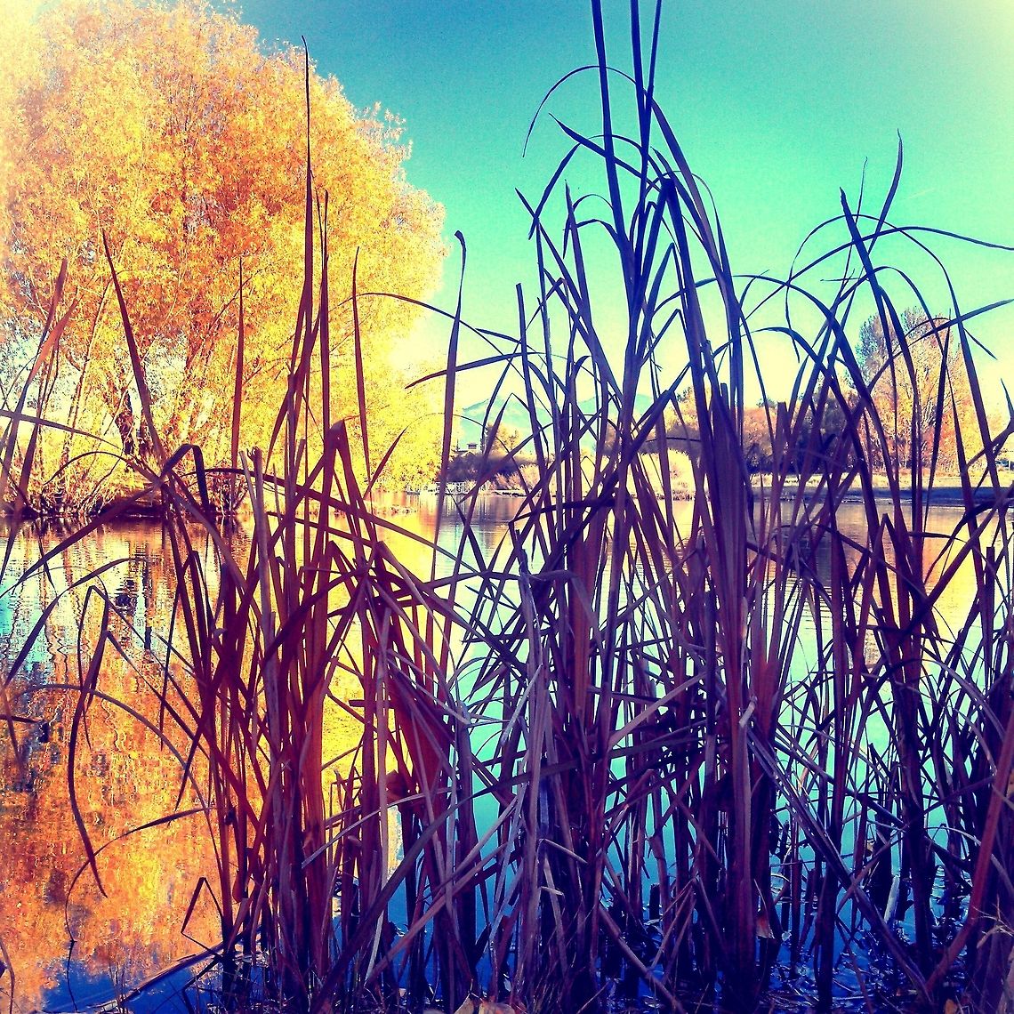 Cattails in Fall Bozeman Pond, MT