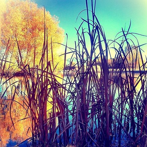 Cattails in Fall Bozeman Pond, MT