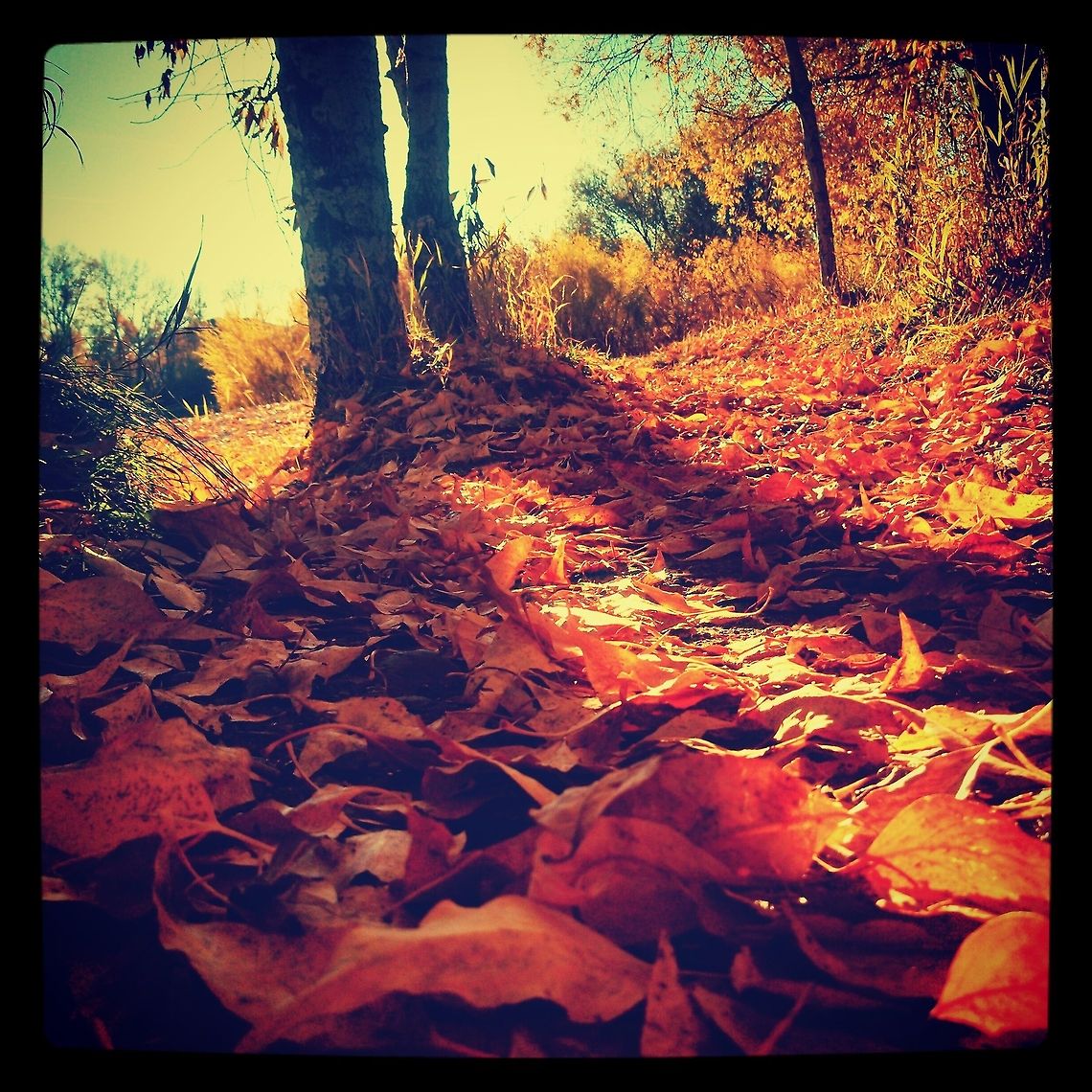 Golden Trail Leaves of the fall in Bozeman, MT