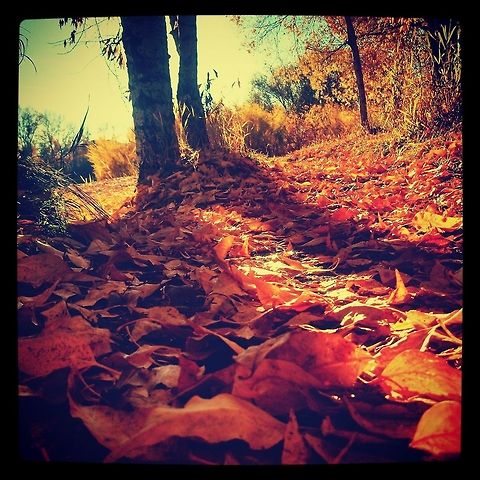 Golden Trail Leaves of the fall in Bozeman, MT